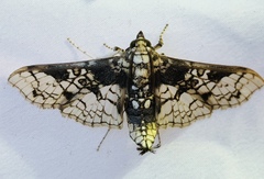Megastes praxiteles
