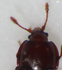 Philothermus glabriculus