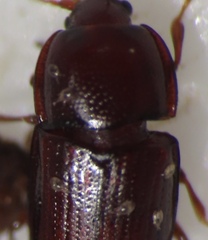 Philothermus glabriculus