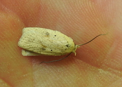 Agonopterix assimilella
