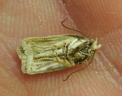 Agonopterix assimilella