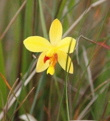 Spathoglottis pubescens