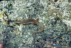 Varanus storri
