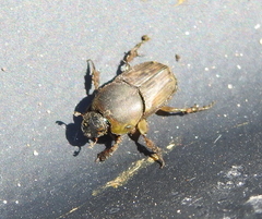 Euoniticellus fulvus