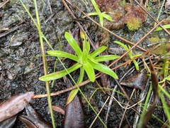Lachnocaulon