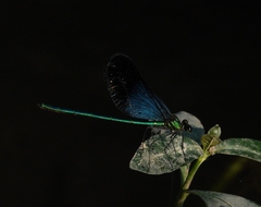 Matrona basilaris