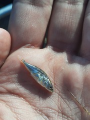 Gasterosteus wheatlandi