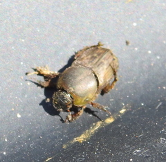 Euoniticellus fulvus