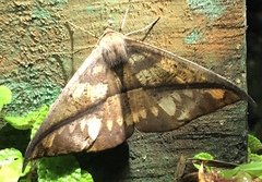 Oxydia bilinea