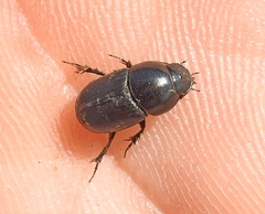 Colobopterus erraticus