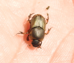 Euoniticellus fulvus