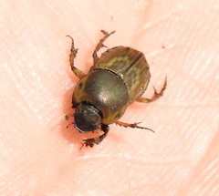 Euoniticellus fulvus