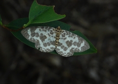 Percnia