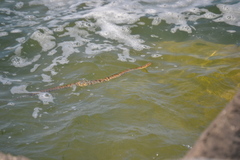 Nerodia sipedon insularum