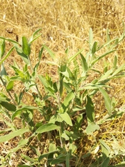 Centaurea trichocephala