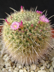 Mammillaria varieaculeata