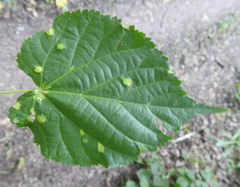 Eriophyes exilis