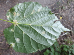 Eriophyes exilis