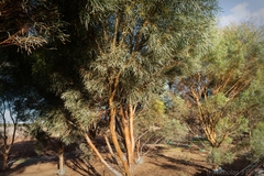 Eucalyptus spathulata spathulata