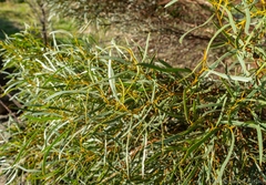 Eucalyptus spathulata spathulata