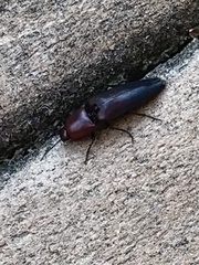 Parallelostethus attenuatus