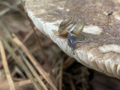 Mesomphix rugeli