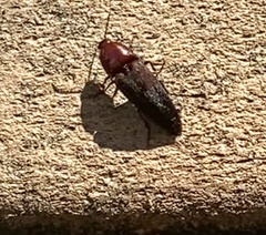 Parallelostethus attenuatus