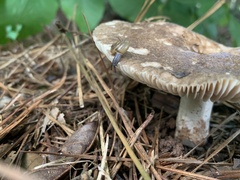 Mesomphix rugeli