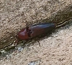 Parallelostethus attenuatus