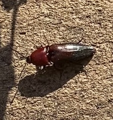 Parallelostethus attenuatus