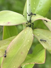 Dolichoderus pustulatus