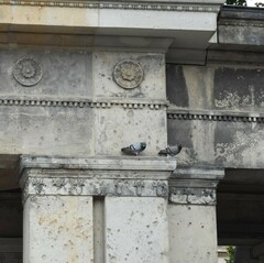 Columba livia domestica