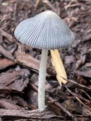 Fungi