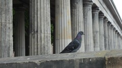 Columba livia domestica