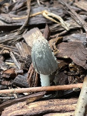 Fungi