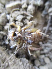 Stenopelmatidae