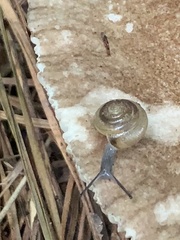 Mesomphix rugeli