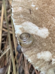 Mesomphix rugeli