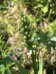 Platanthera dilatata