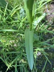 Platanthera dilatata
