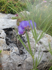 Lathyrus cyaneus
