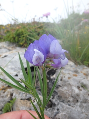 Lathyrus cyaneus