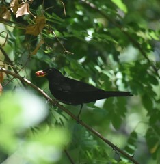 Turdus merula