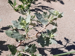 Atriplex laciniata