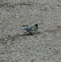 Parus major