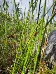 Scheuchzeria palustris