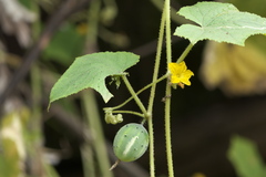 Cucumis sativus hardwickii