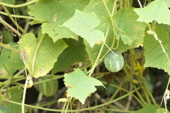 Cucumis sativus hardwickii
