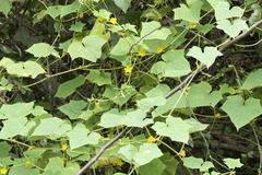 Cucumis sativus hardwickii