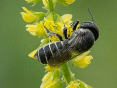 Megachile spissula